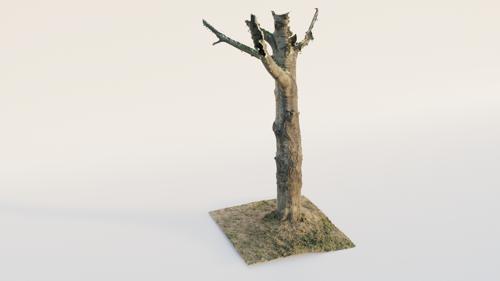 Thick Birch Tree preview image